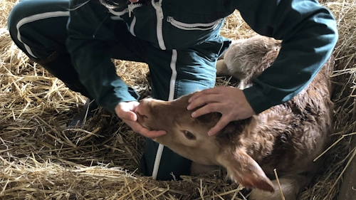 Ostéo sur un veau