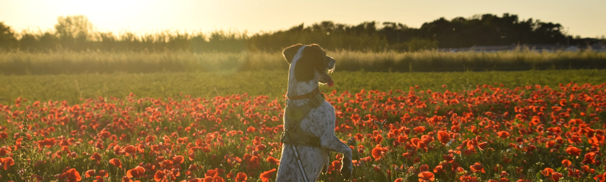 Un chien dans un champ de coquelicots