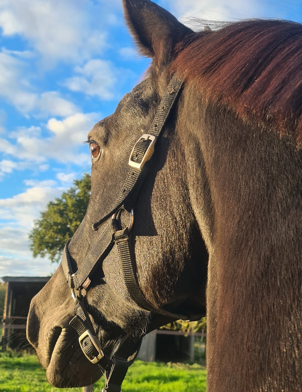 Une vétérinaire ausculte un cheval