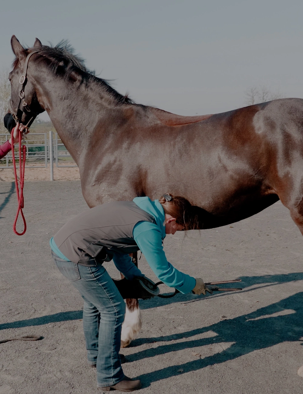 Une dentisterie chez un cheval