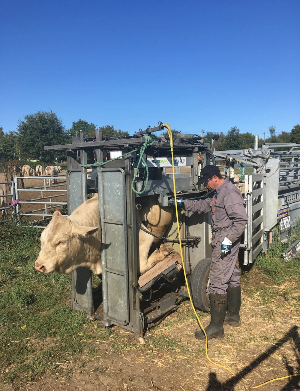 Une vache dans une cage de parage