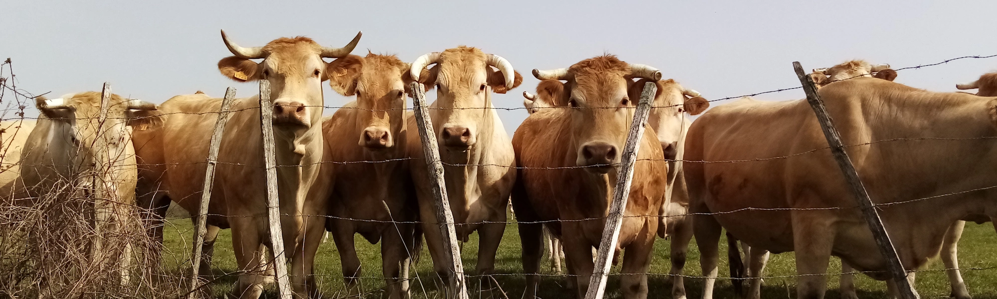 Des vaches au cornadis