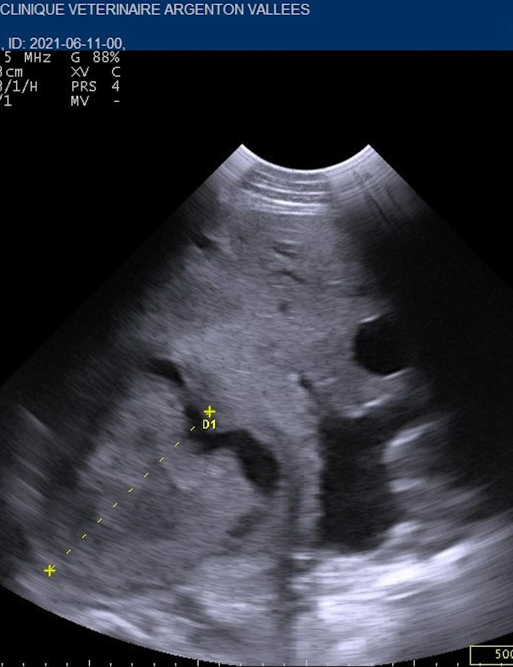 Une échographie digestive bovine