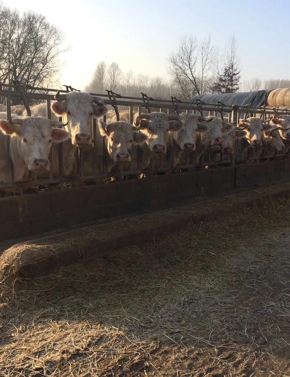 Des vaches au cornadis